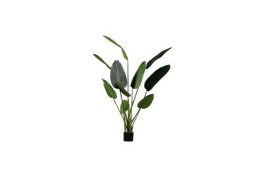 Grüne Kunstpflanze Strelitzia ohne jede Grenze