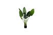 Miniaturansicht Künstliche Pflanze Strelitzia 1